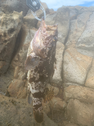 タケノコメバルの釣果