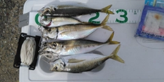 釣果