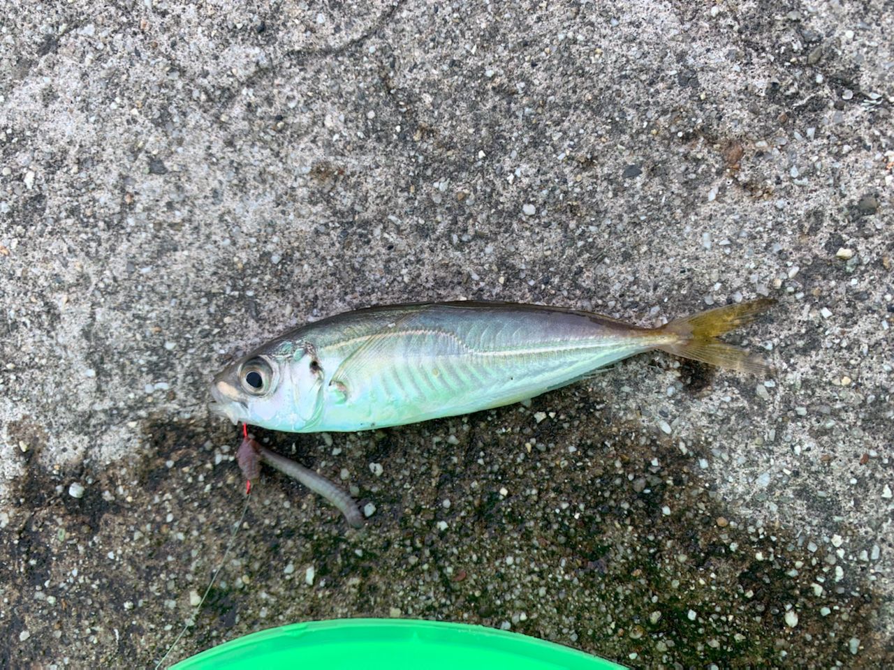 アジ