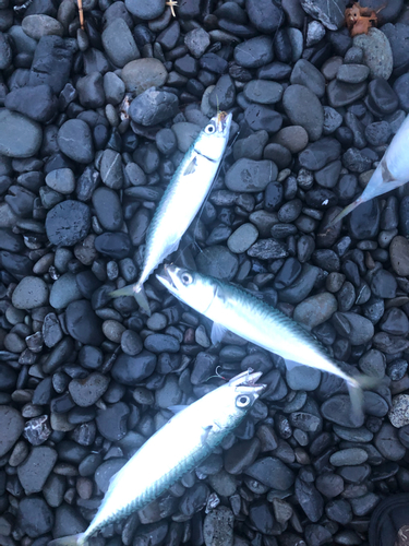 サバの釣果