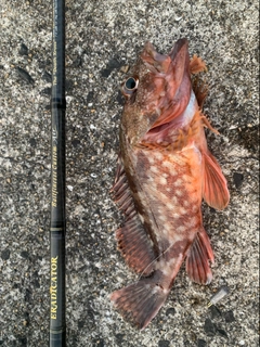 アラカブの釣果