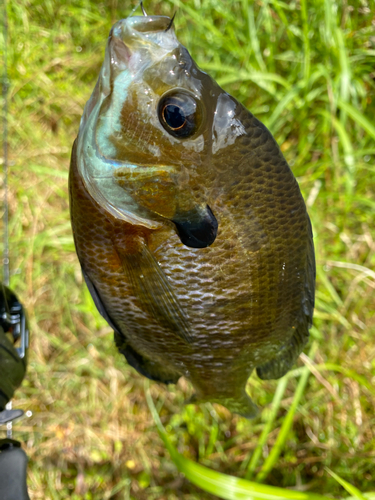 ブルーギルの釣果