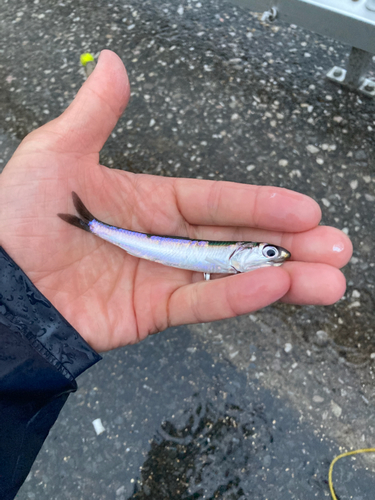 カタクチイワシの釣果