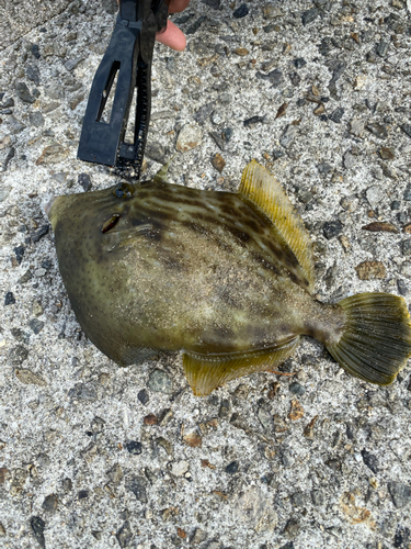 カワハギの釣果