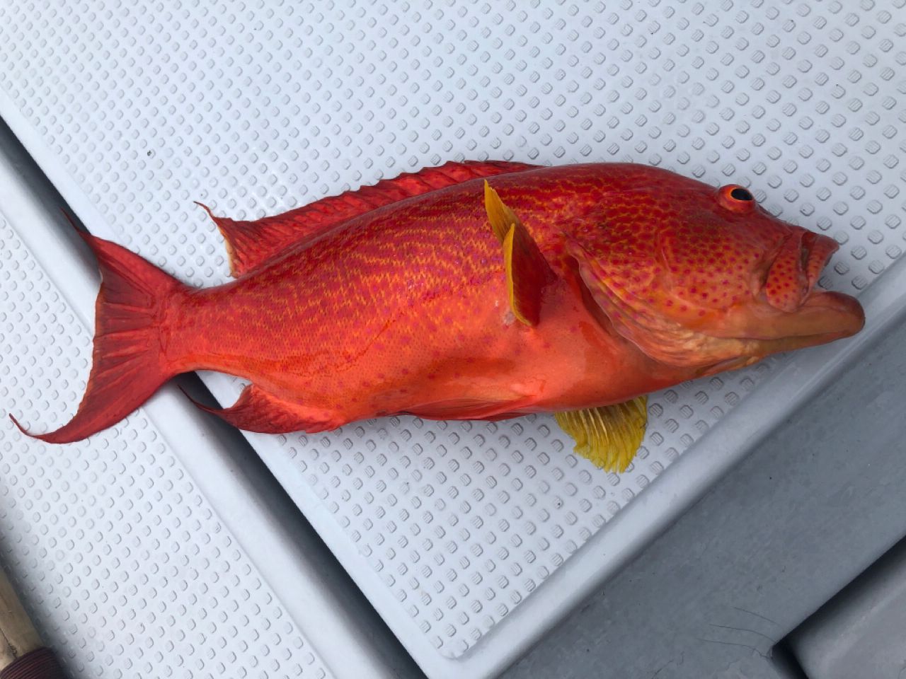 オジロバラハタ