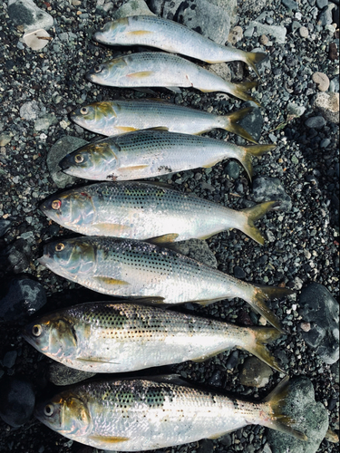 コノシロの釣果