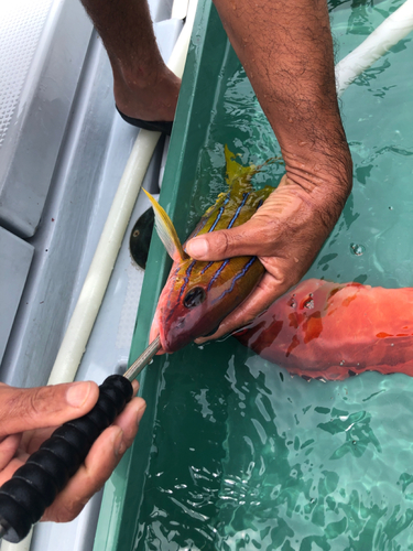 ヨスジフエダイの釣果