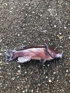 コブダイの釣果