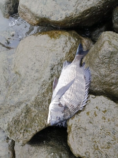 チヌの釣果