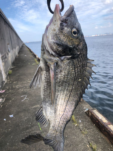 チヌの釣果