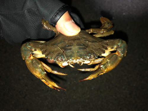 ワタリガニの釣果