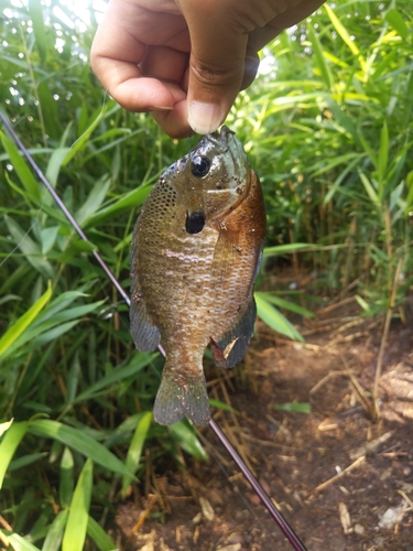 ブルーギルの釣果