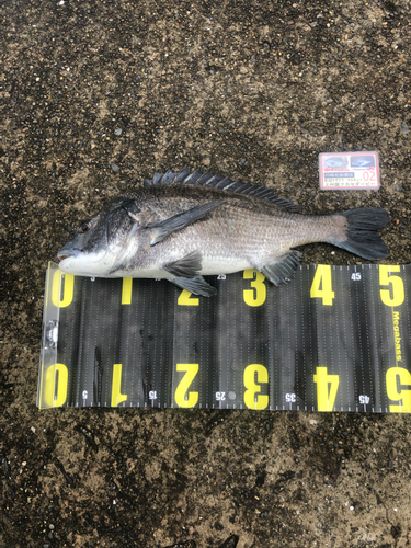 クロダイの釣果