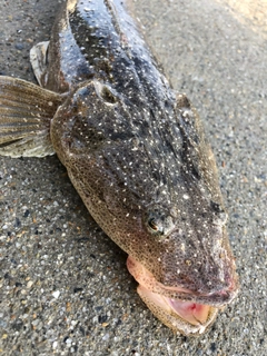 マゴチの釣果