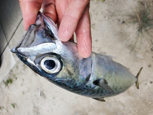 マサバの釣果