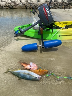 ショゴの釣果