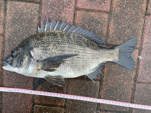 クロダイの釣果