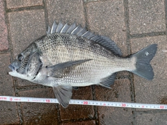 クロダイの釣果