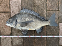 クロダイの釣果