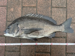 クロダイの釣果