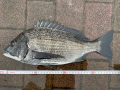 クロダイの釣果