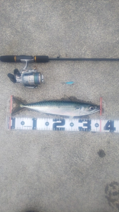 サバの釣果