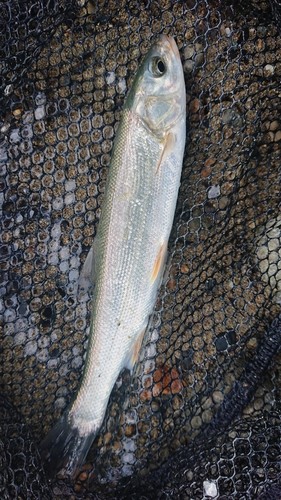 ウグイの釣果