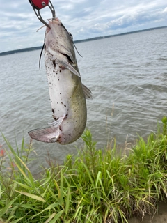 アメリカナマズの釣果