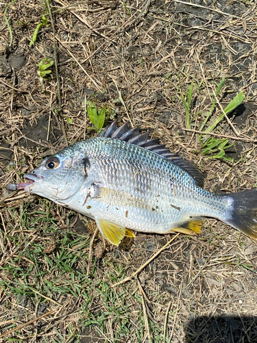 キビレの釣果