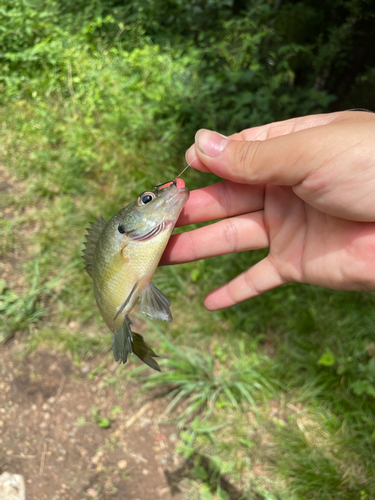 ブルーギルの釣果