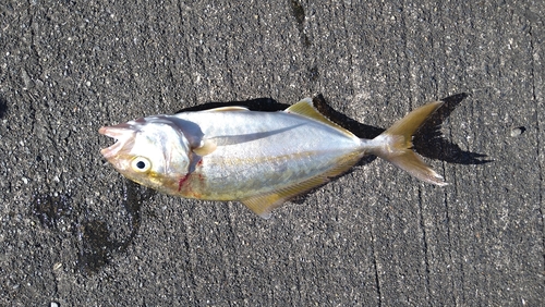 カンパチの釣果