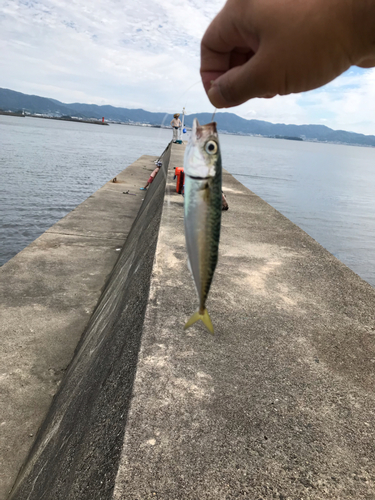 サバの釣果