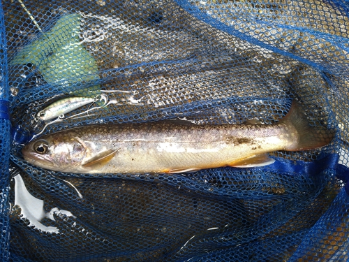 イワナの釣果