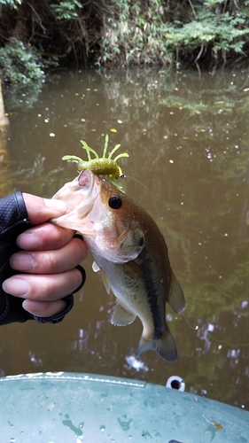 ブラックバスの釣果