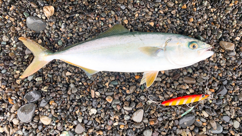 ワカシの釣果