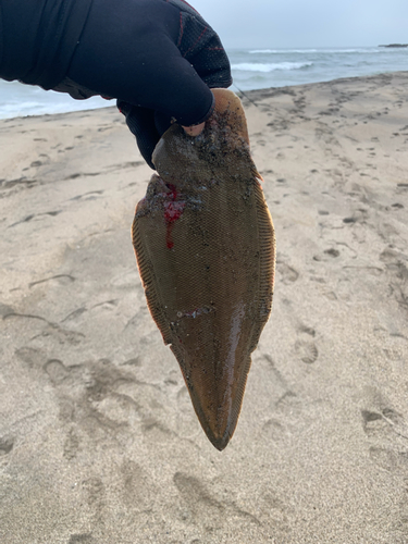 シタビラメの釣果