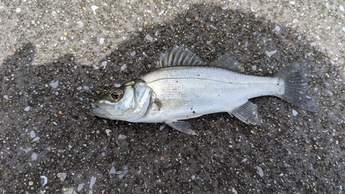 セイゴ（マルスズキ）の釣果