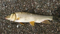 ニゴイの釣果