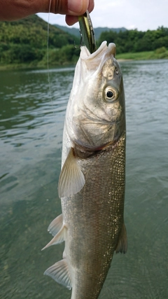 ウグイの釣果