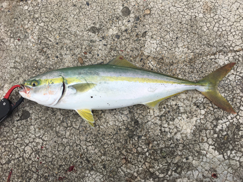 イナダの釣果