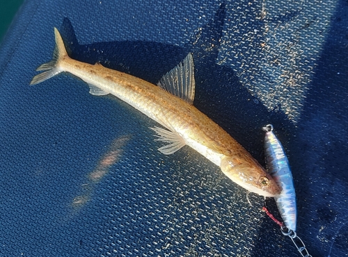 エソの釣果