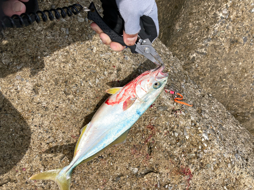 ツバスの釣果