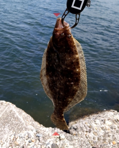 ヒラメの釣果