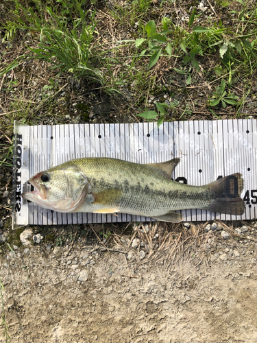 ブラックバスの釣果