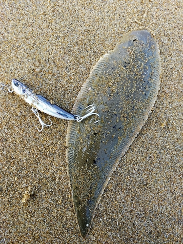 シタビラメの釣果