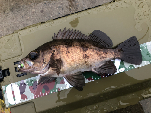 シロメバルの釣果