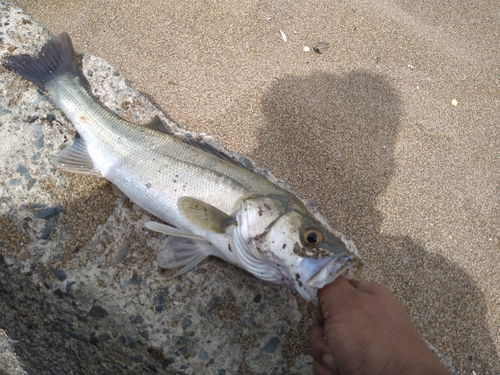 セイゴ（マルスズキ）の釣果