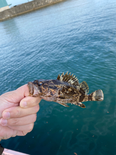 タケノコメバルの釣果