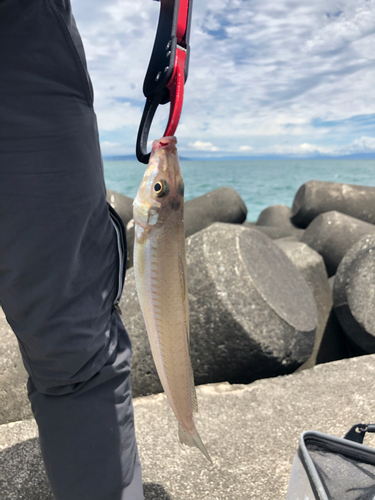 キスの釣果