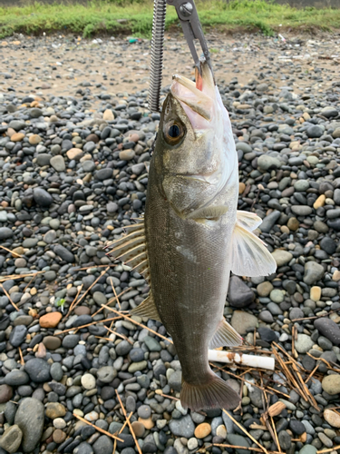 セイゴ（マルスズキ）の釣果